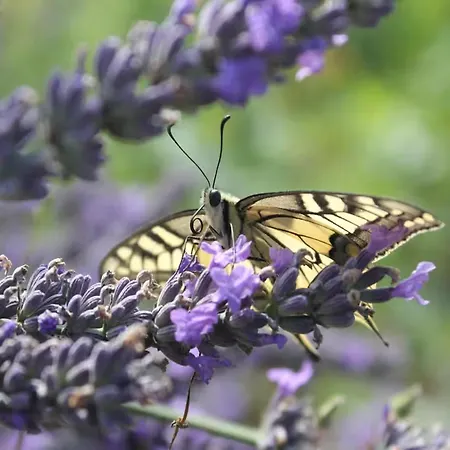 Brunnenhaus Land-idylle In Der Stadt
