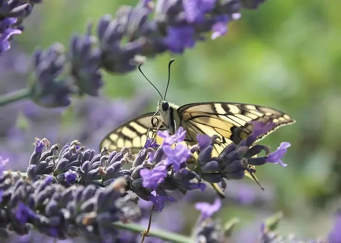 Brunnenhaus Land-idylle In Der Stadt